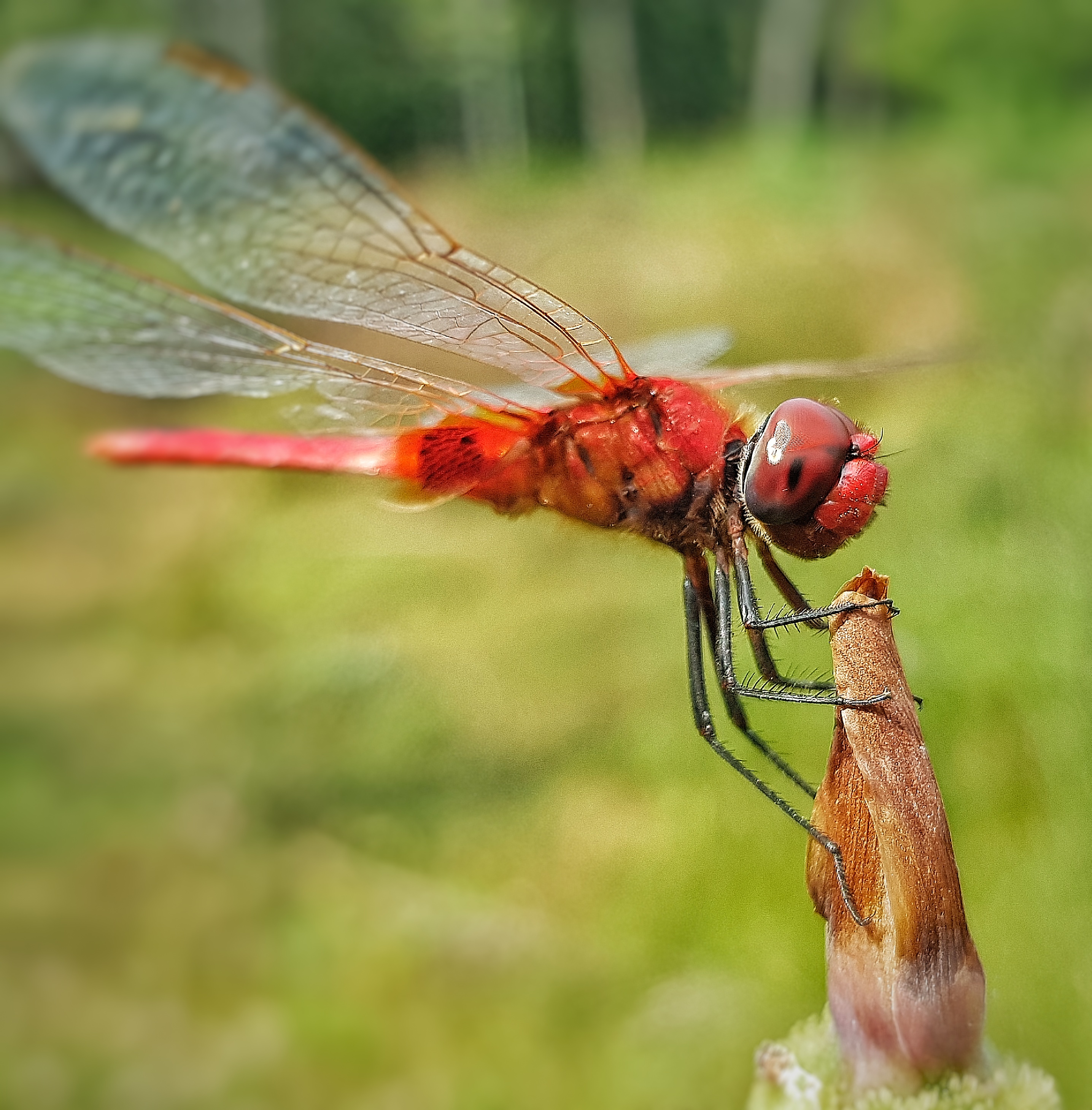 Red dragonfly on flower