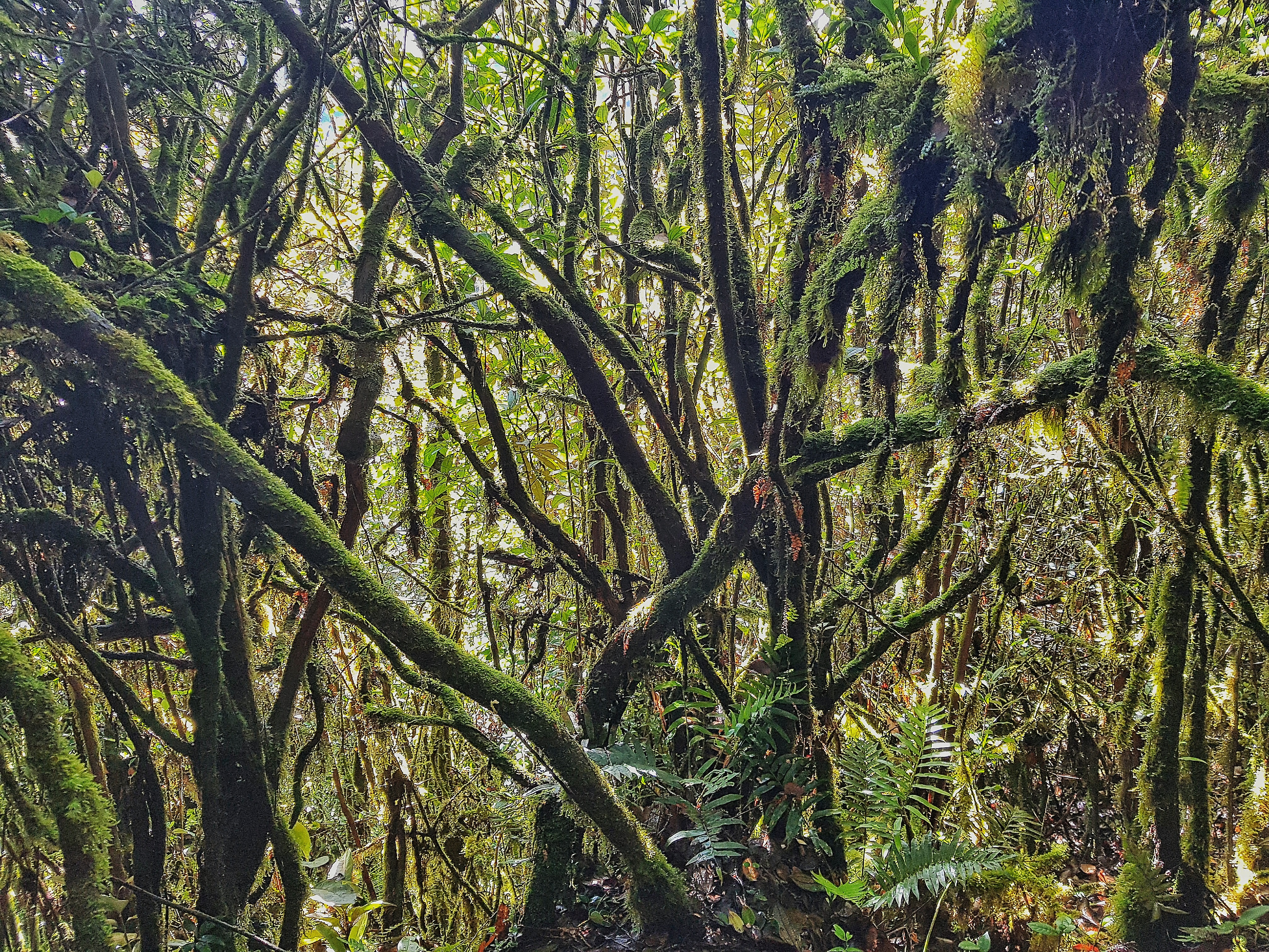 Mossy forest