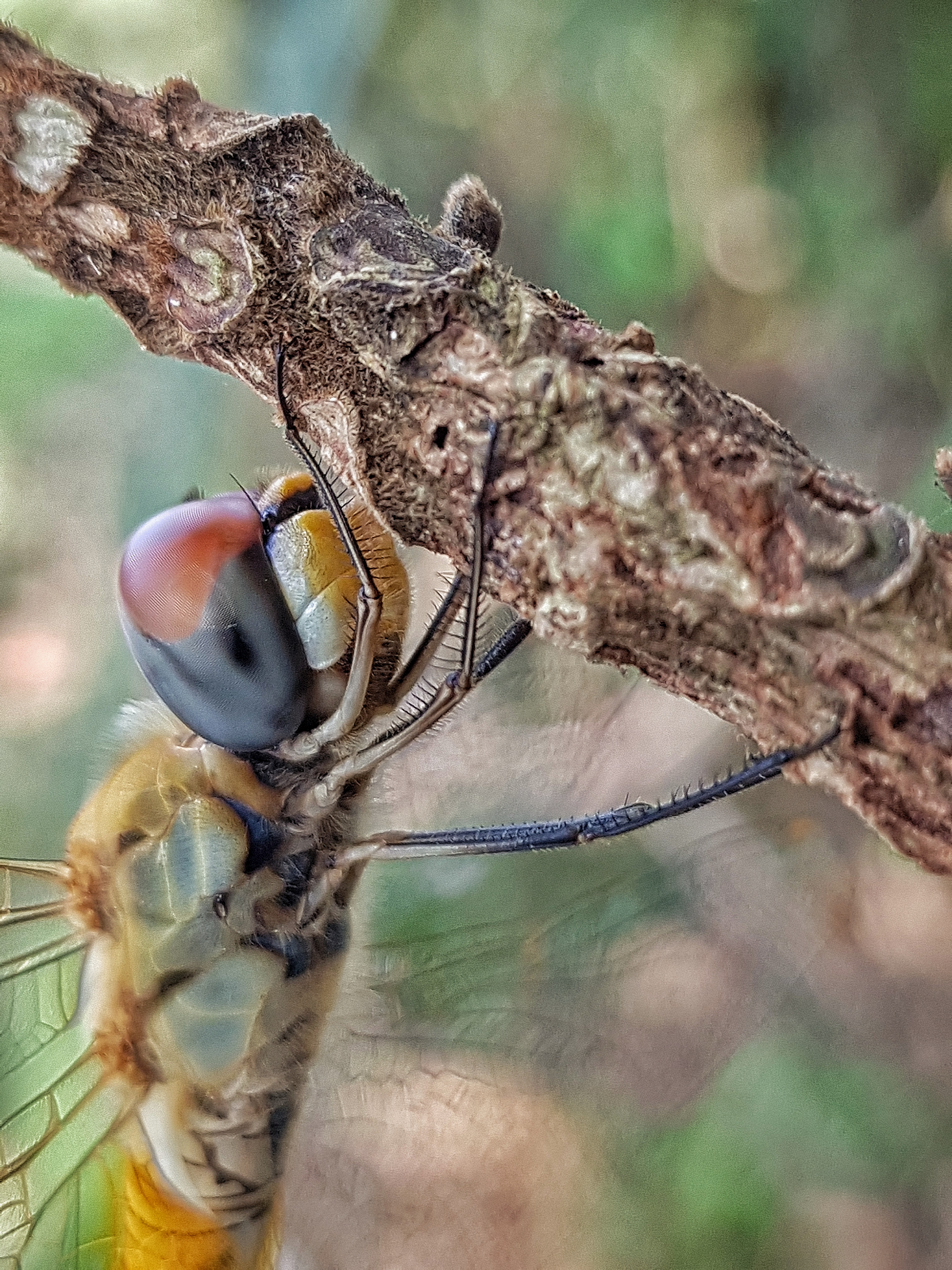 Yellow dragonfly on a tree branch