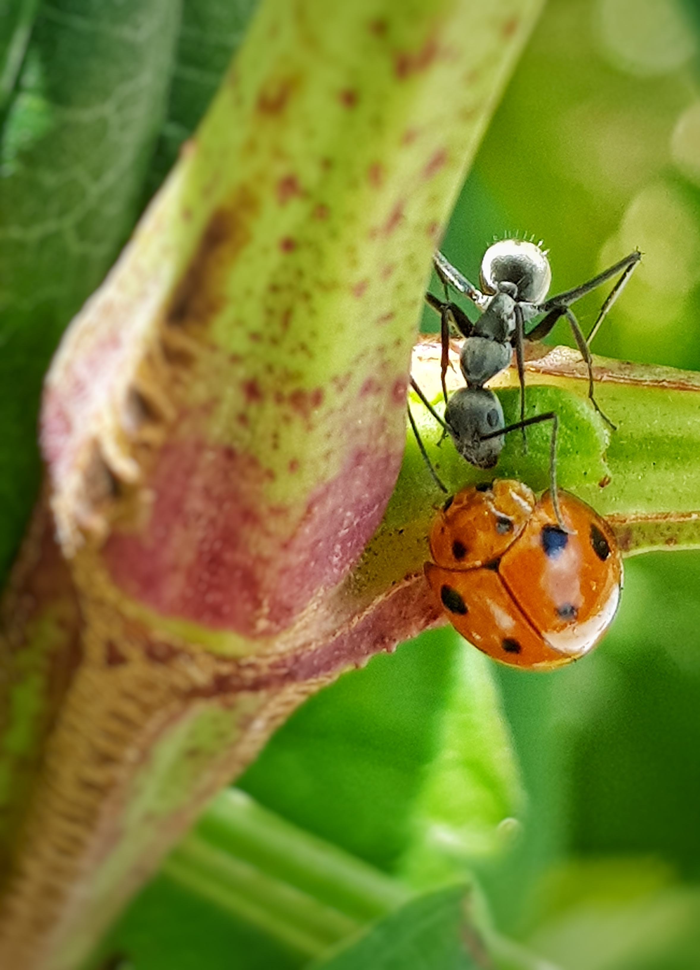Ant and Ladybug