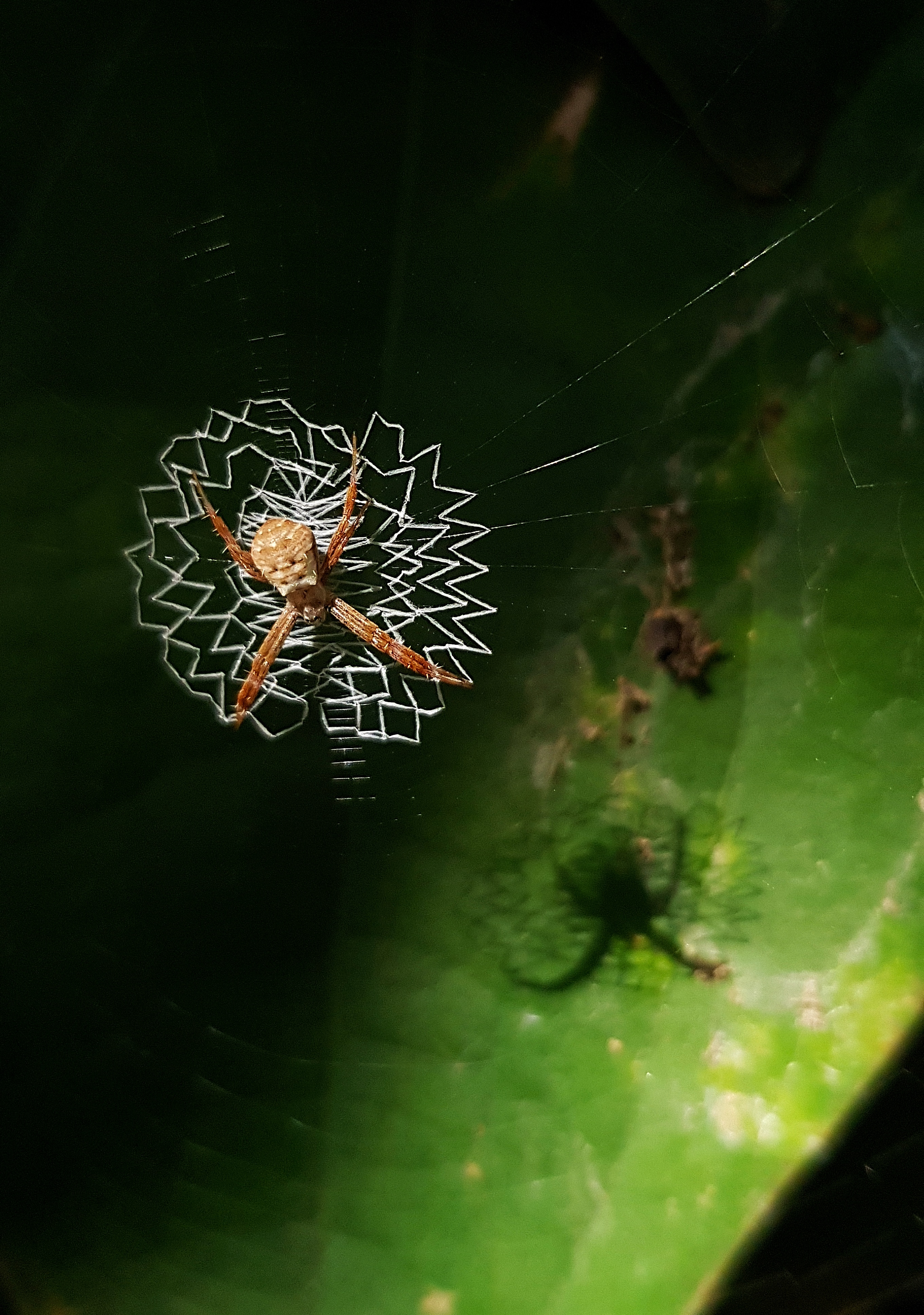 Spider with a unique web