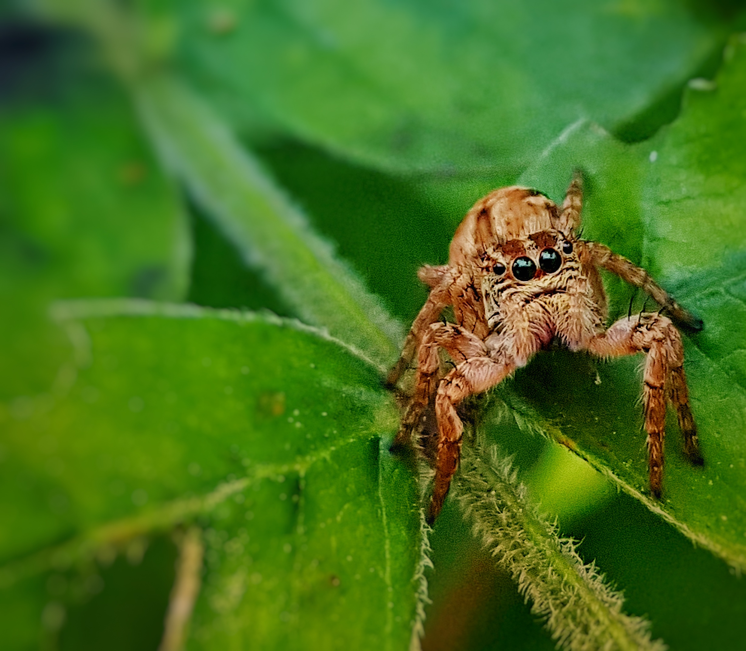Brown jumping spider on leaf