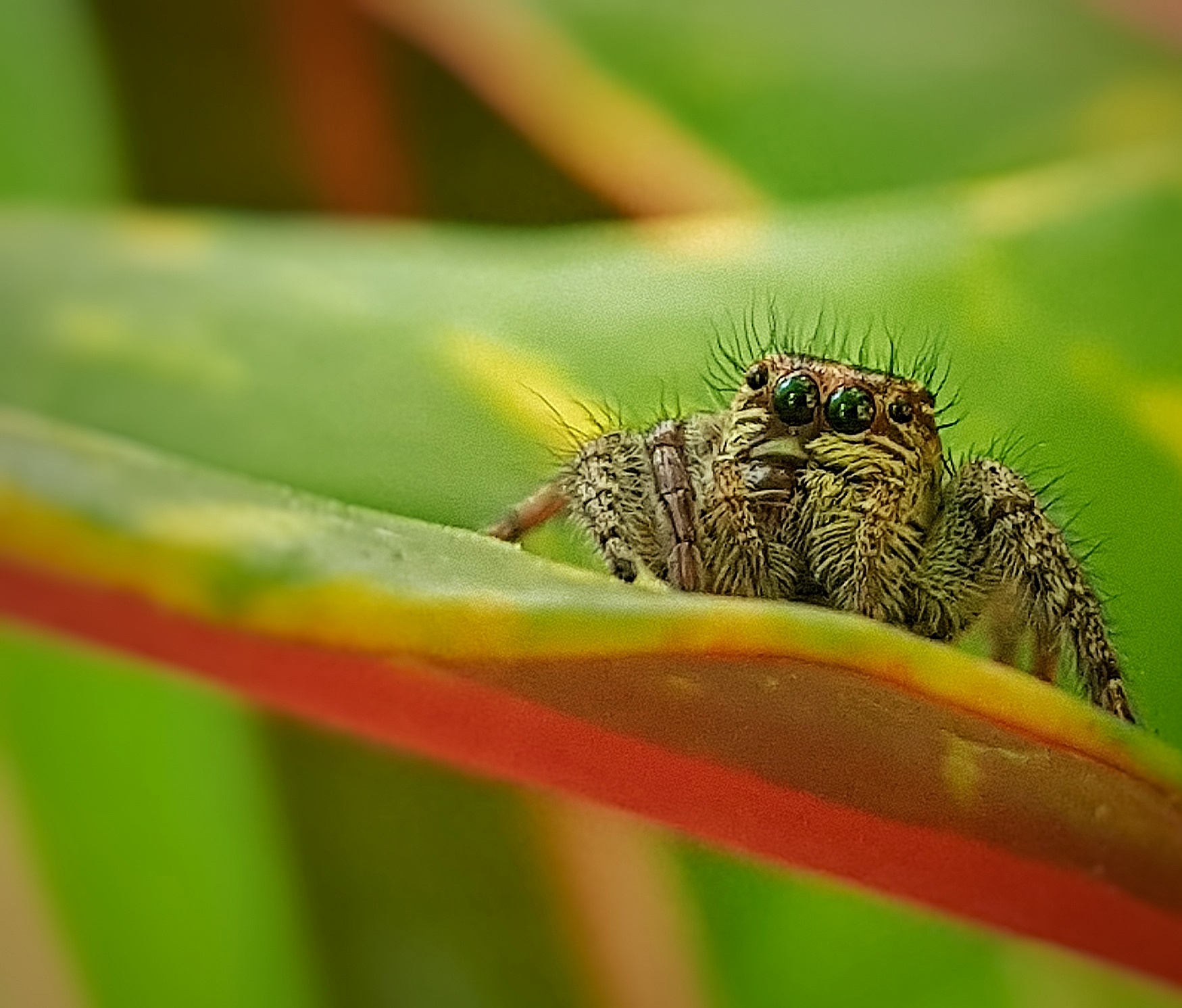 White and brown jumping spider on a colourful leaf