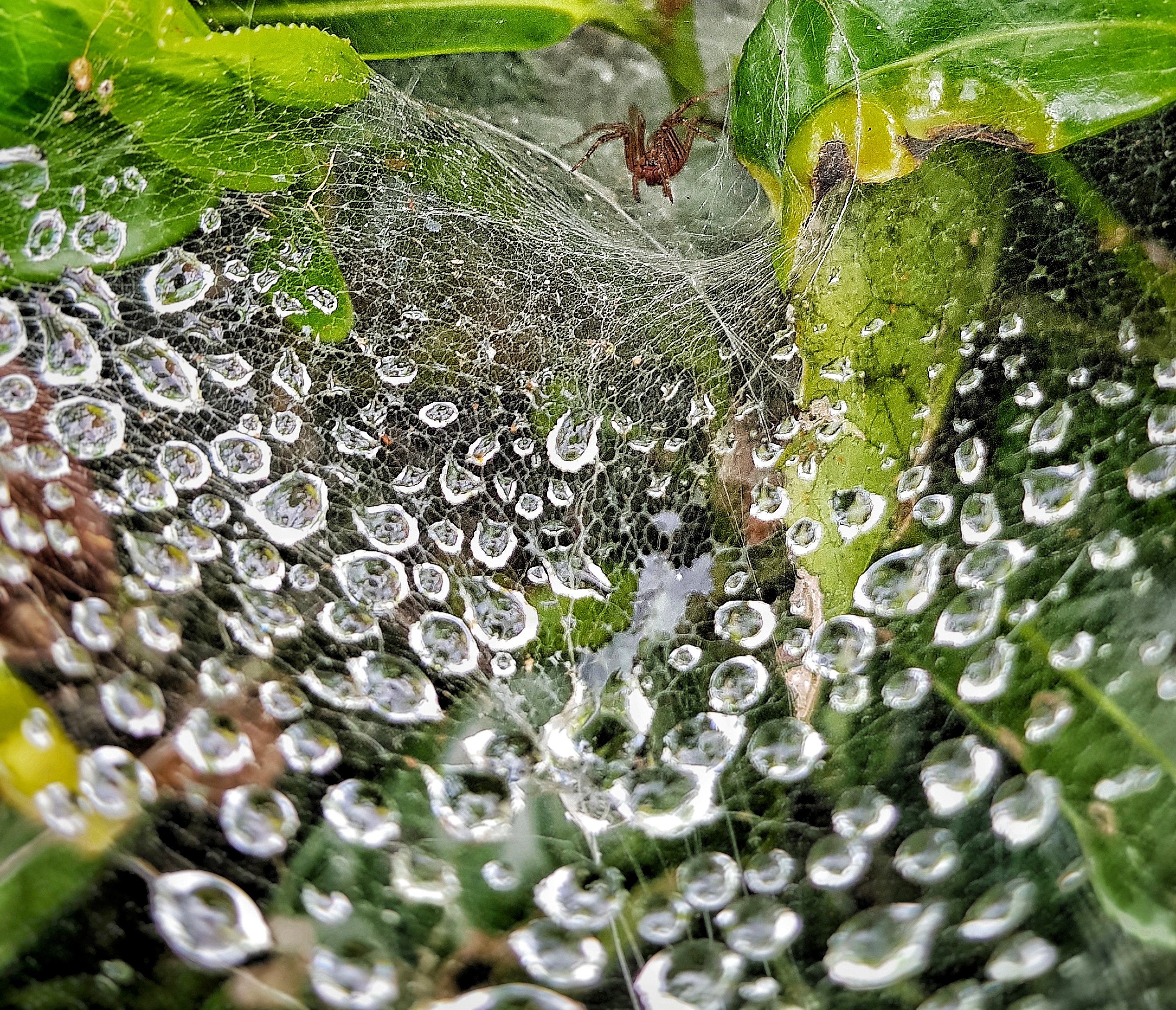 Spider on web covered by dew droplets
