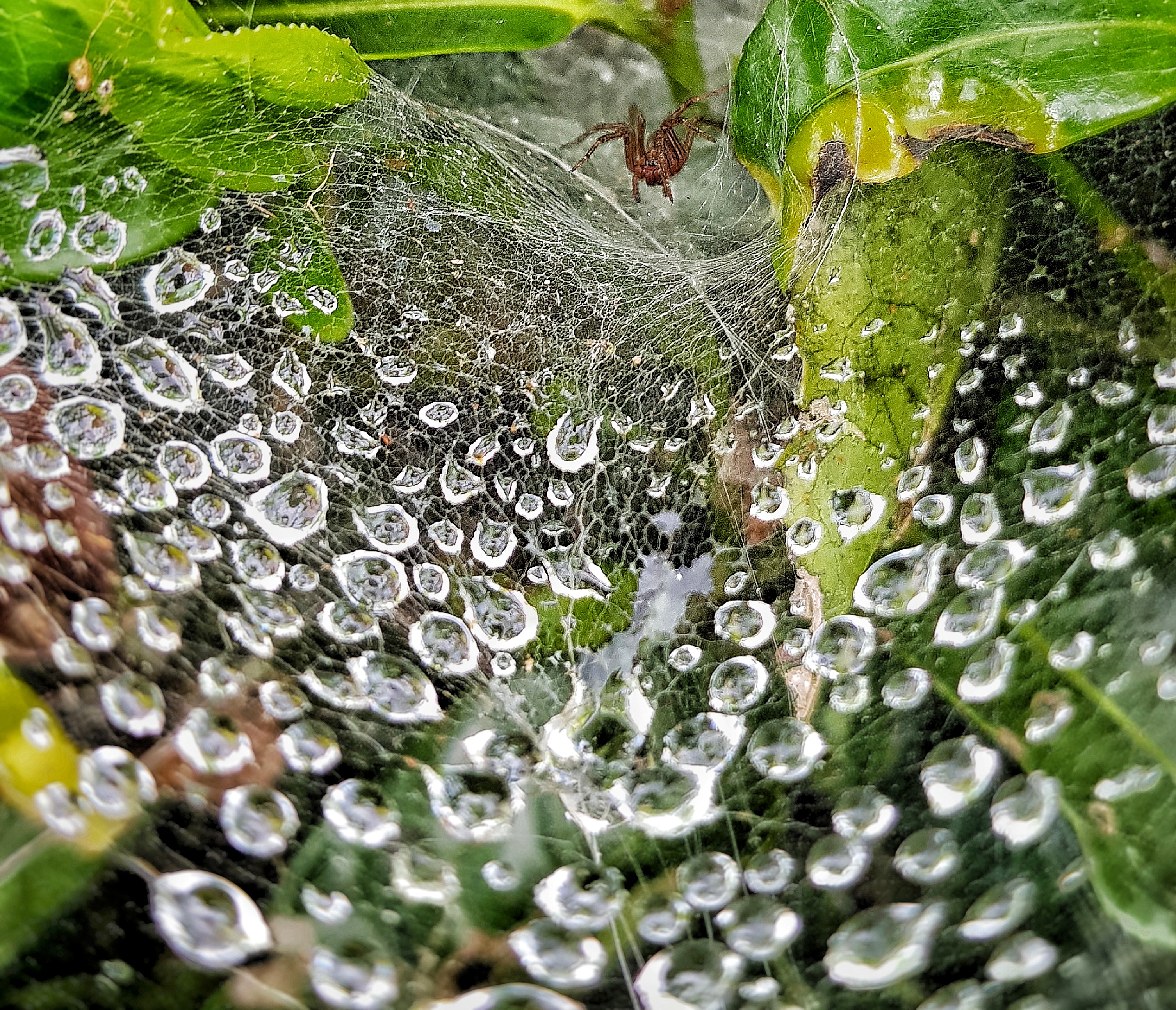 Spider on web covered by dew droplets