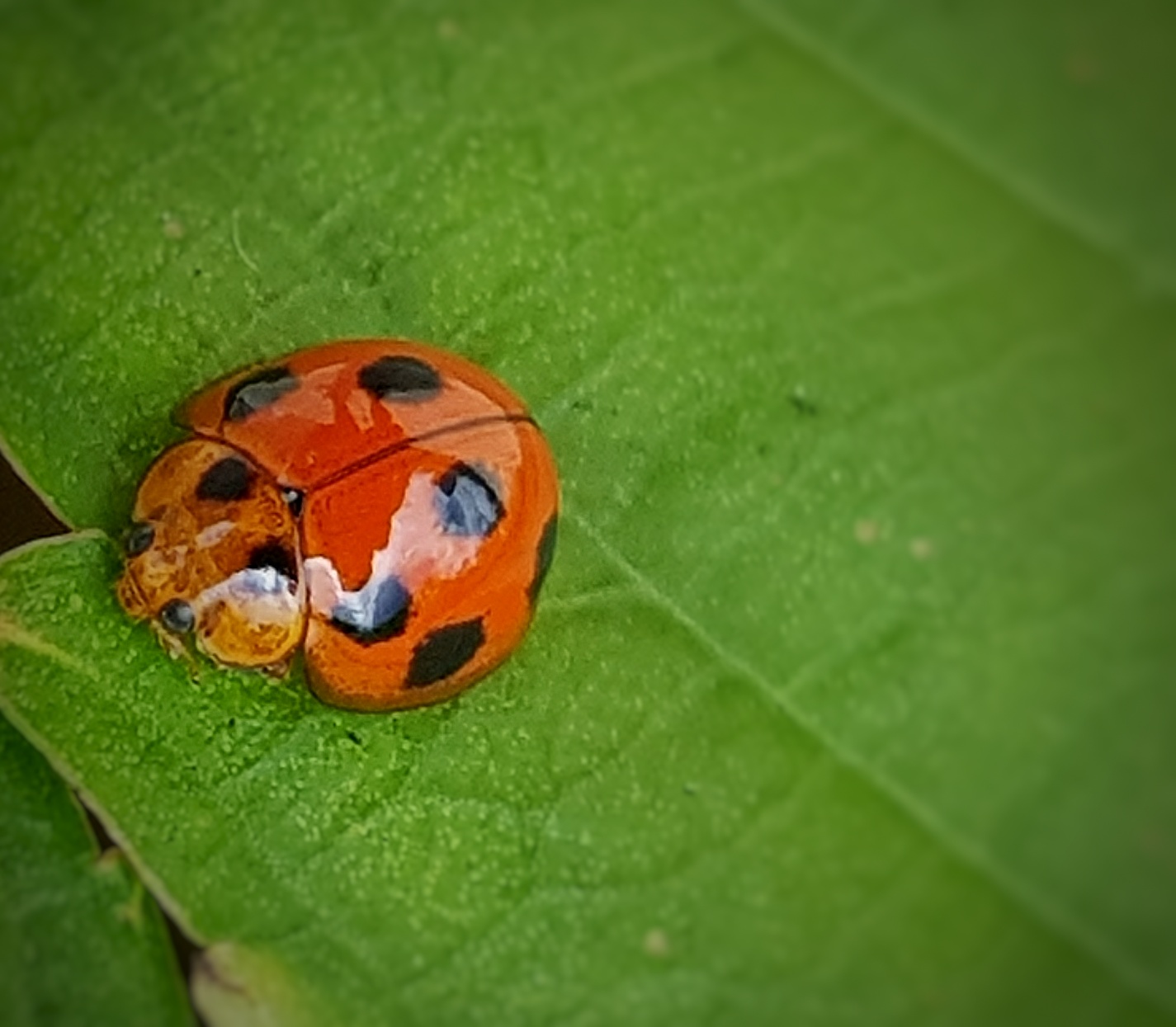 Close-up ladybug