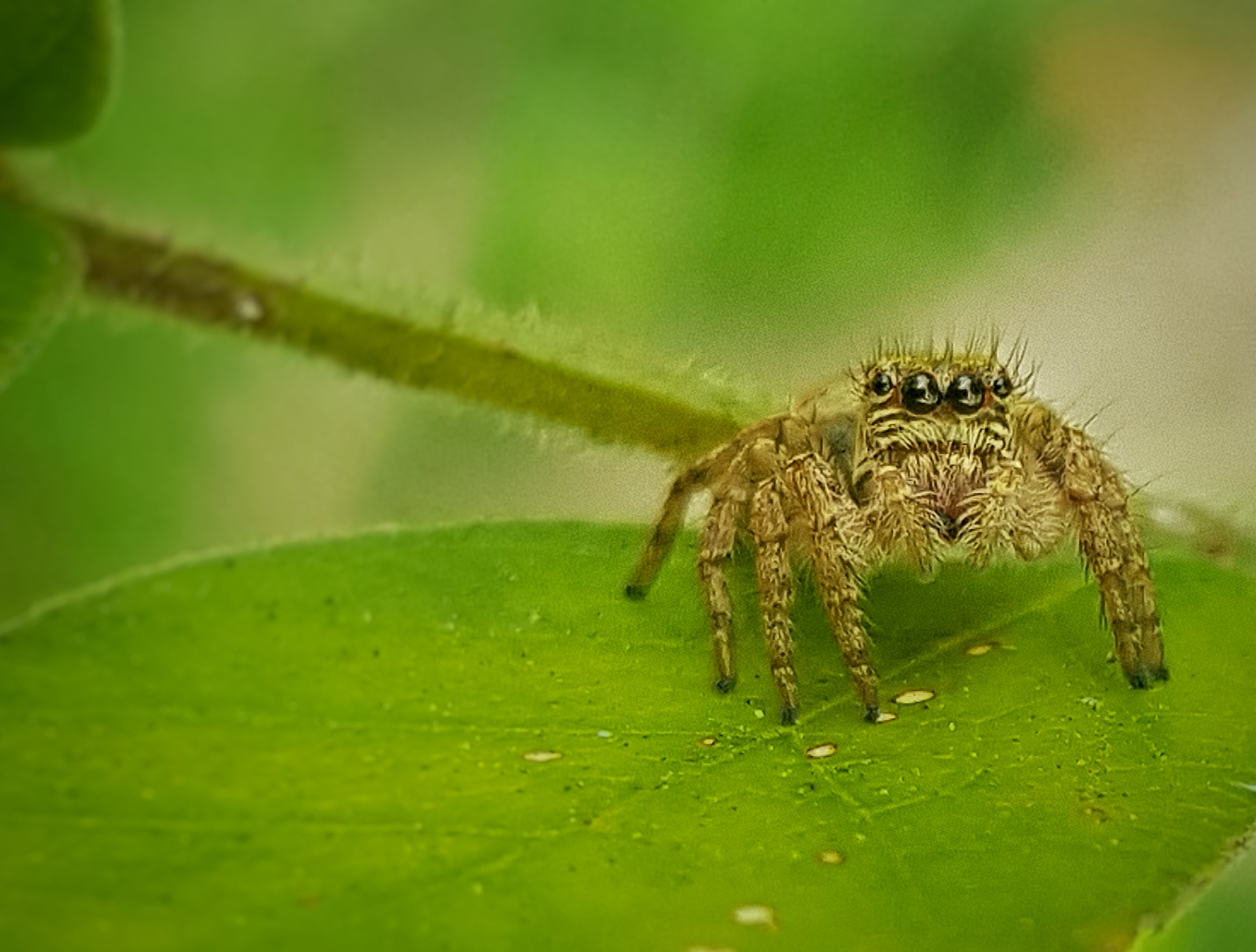 Golden jumping spider on light green leaf