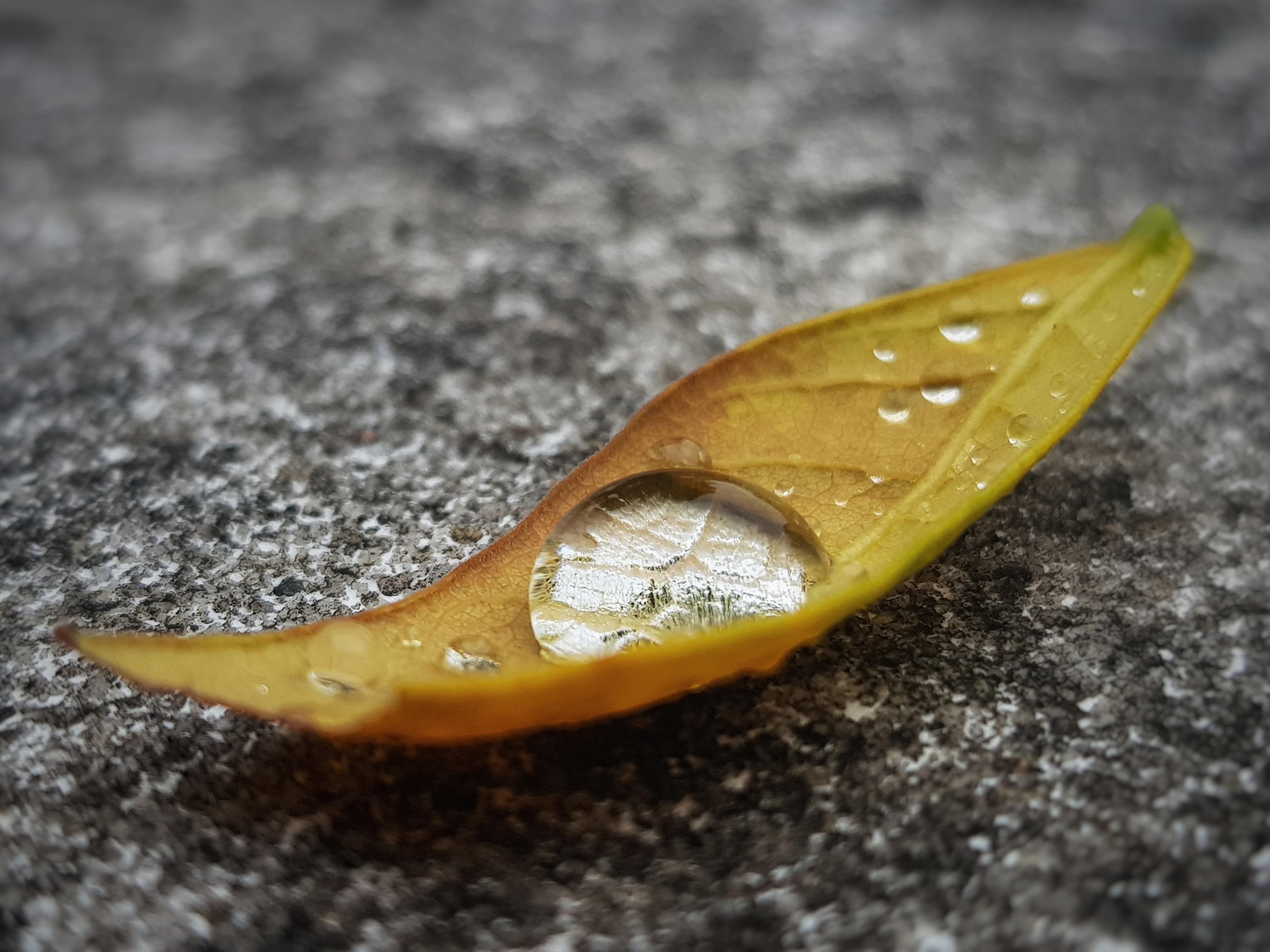 Water droplet on leaf on a grey backdrop